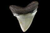 Fossil Megalodon Tooth - North Carolina #129962-1